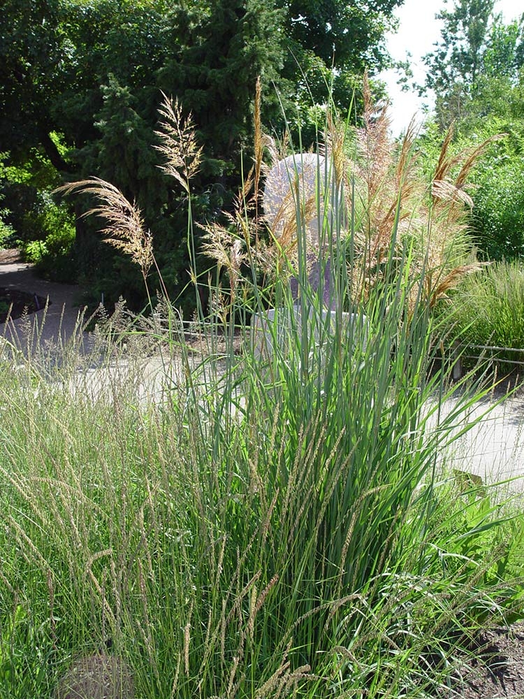  Indian Grass (Sorghastrum nutans ‘Bluebird’)