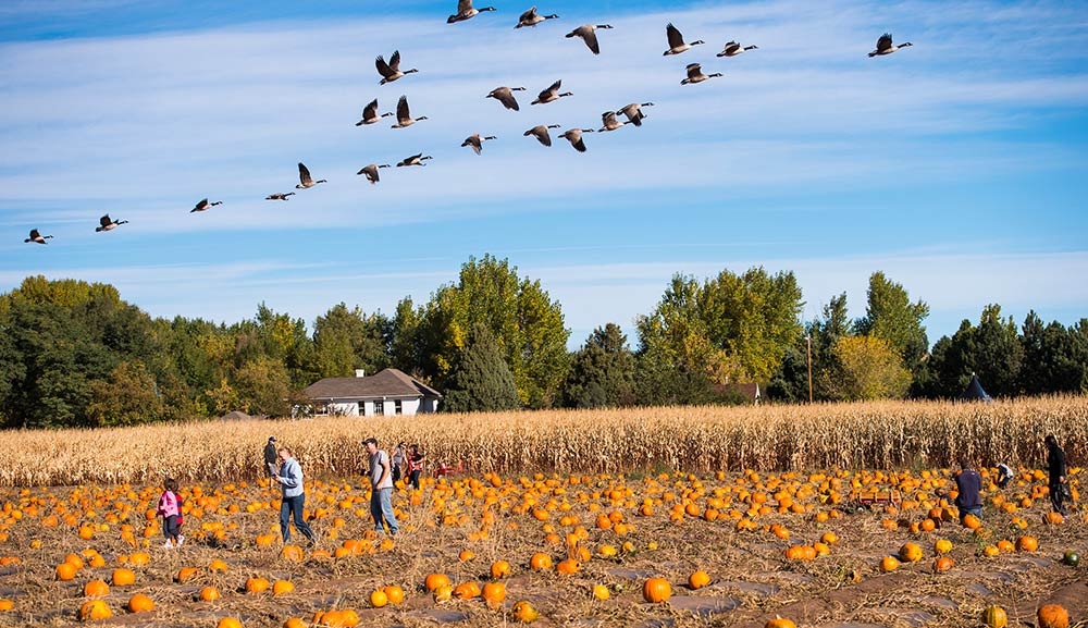 Pumpkin Festival at Chatfield Farms