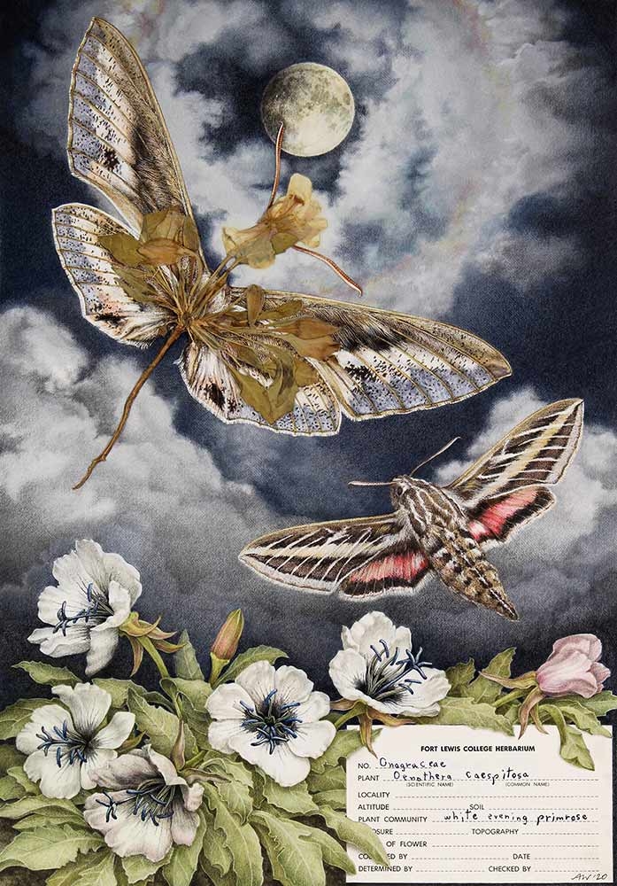 Amy K. Wendland, “Sphinx Moon”, “Oenothera cespitosa” (evening primrose) herbarium specimen, ink, watercolor and colored pencil, 2020.