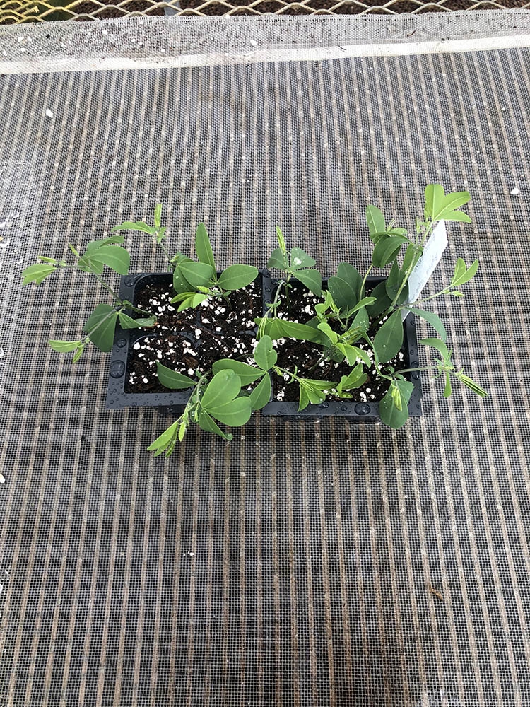 Baptisia ‘Purple Smoke’