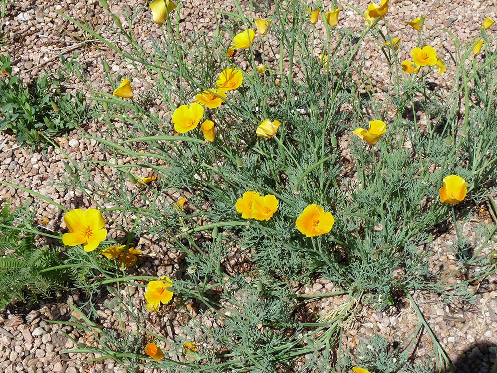 Eschscholzia californica