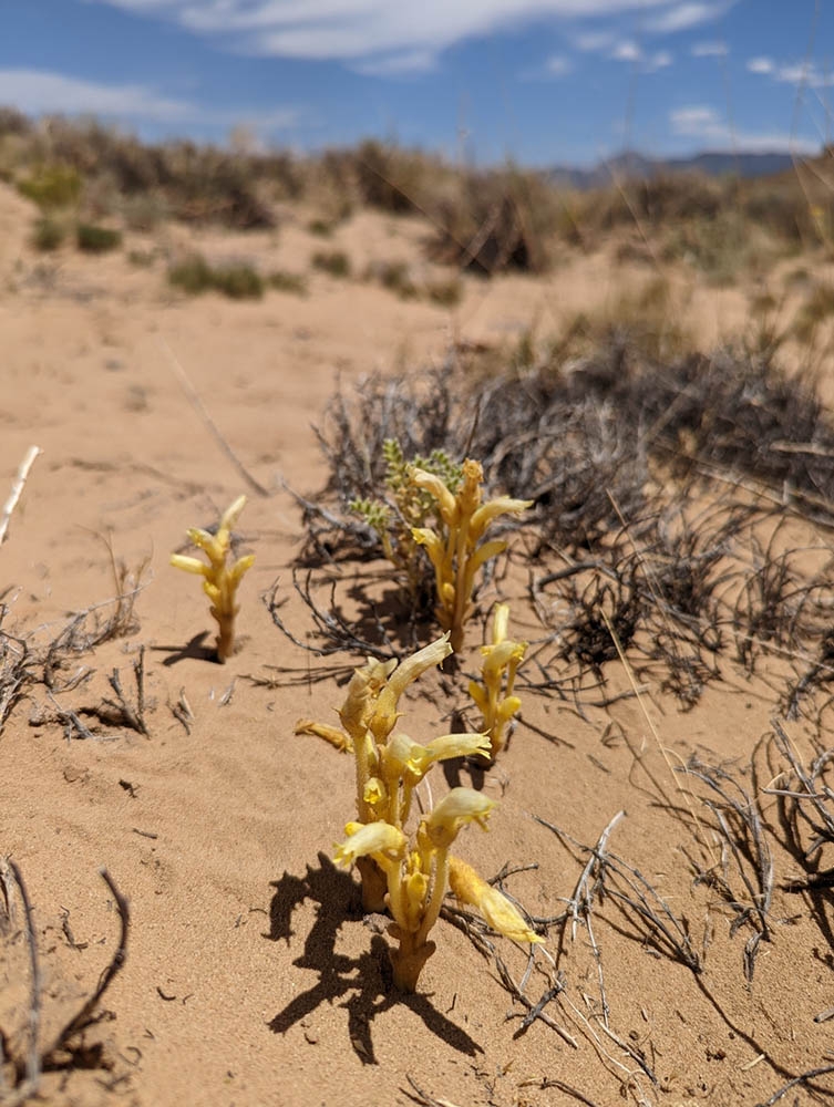 Aphyllon franciscanum_Canyons of the Ancients