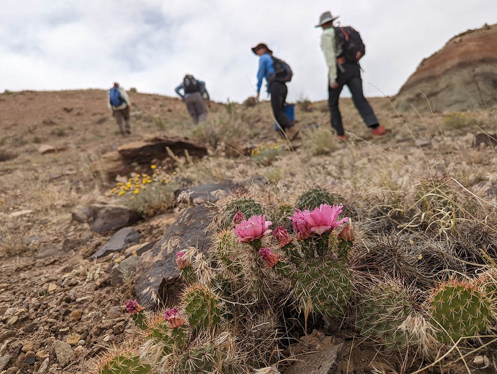 Canyons of the ancients cacti