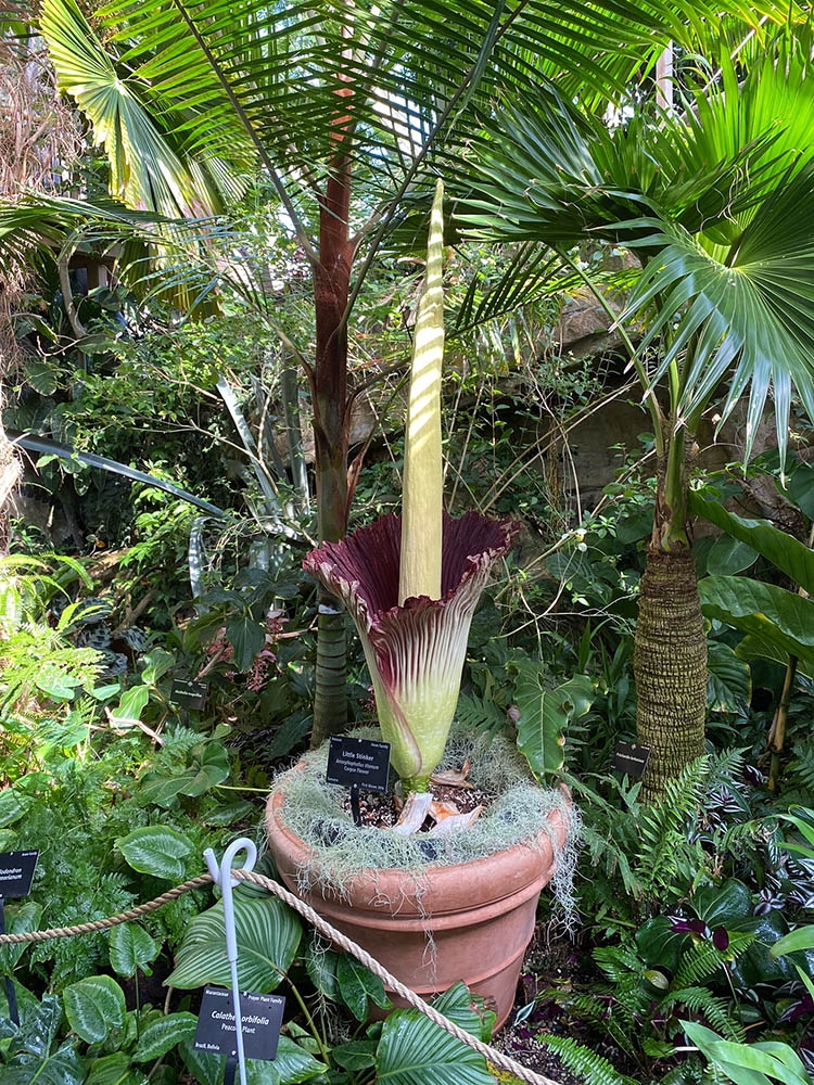 Lil' Stinker 2022 in the conservatory