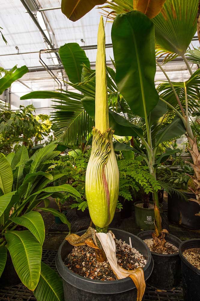 corpse flower greenhouse