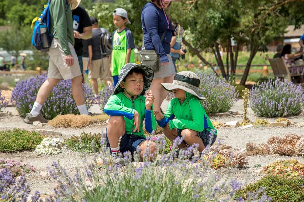 kids at lavender festival