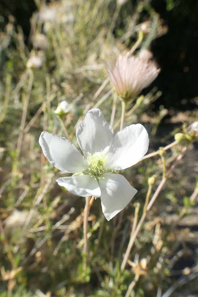 Apache plume (Fallugia paradoxa) 