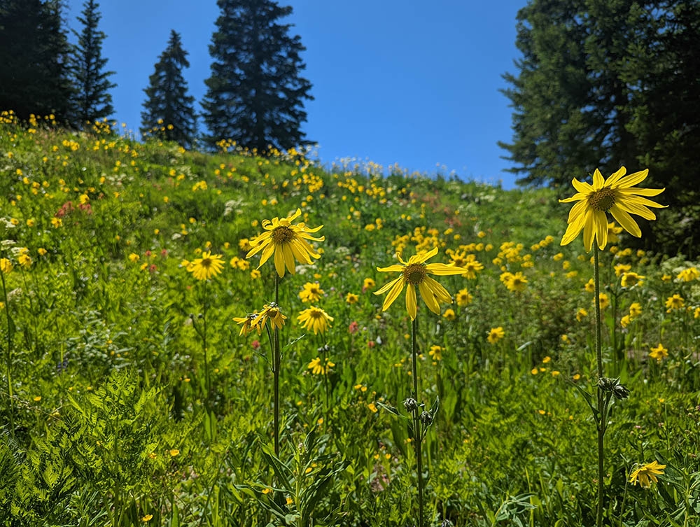 Helianthella quinquenervis in a meadow