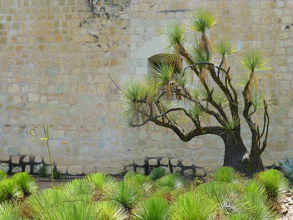 Jardín Etnobotánico