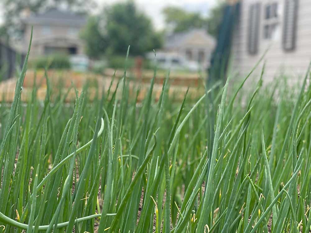 Onions at Mariposa Urban Farm