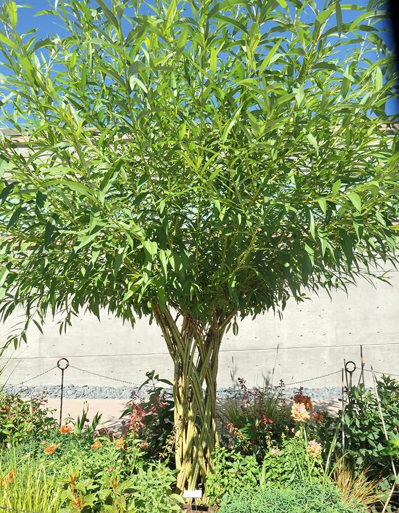 The woven gold-leaf willow (Salix × fragilis forma vitellina ‘Kaat’)