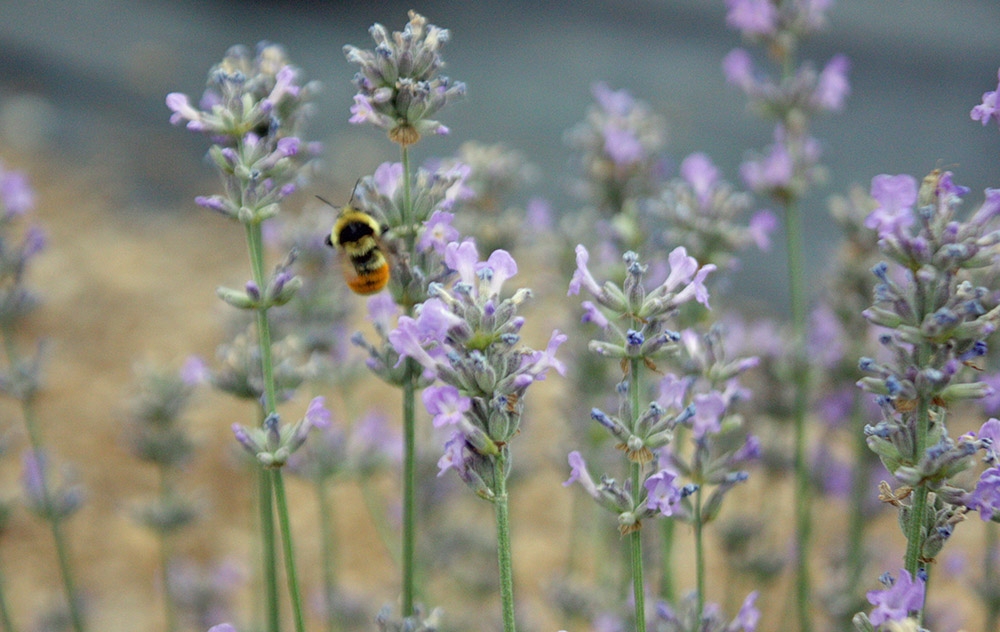 lavender and bee