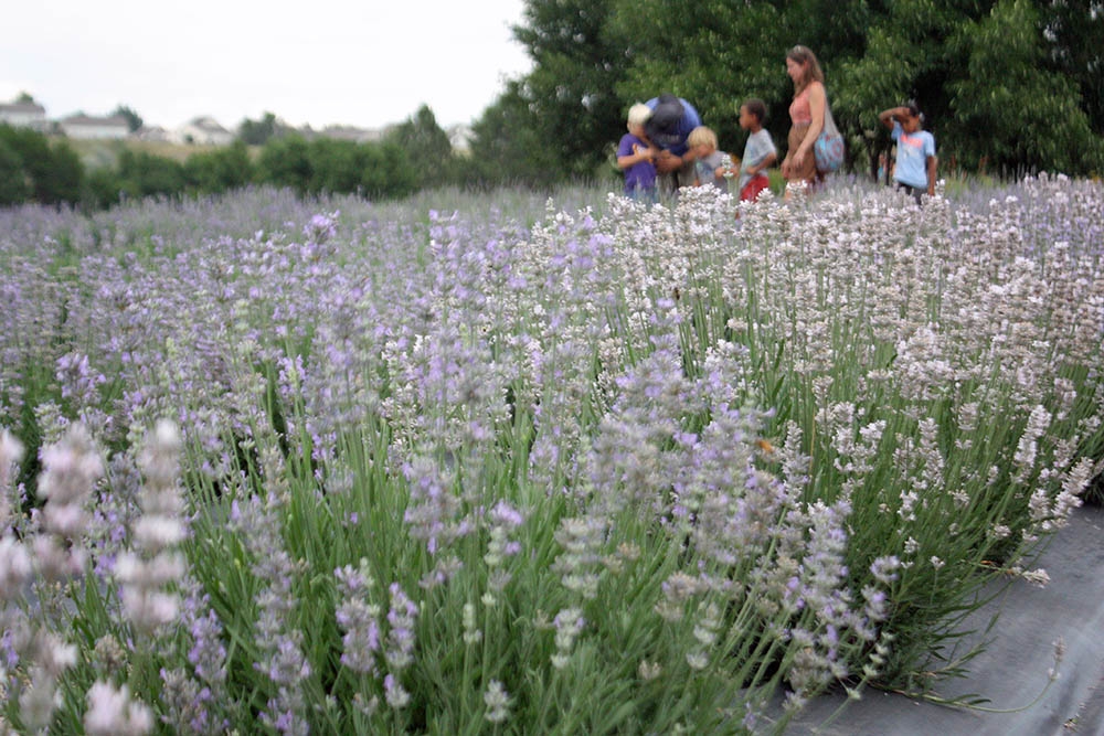 lavender field