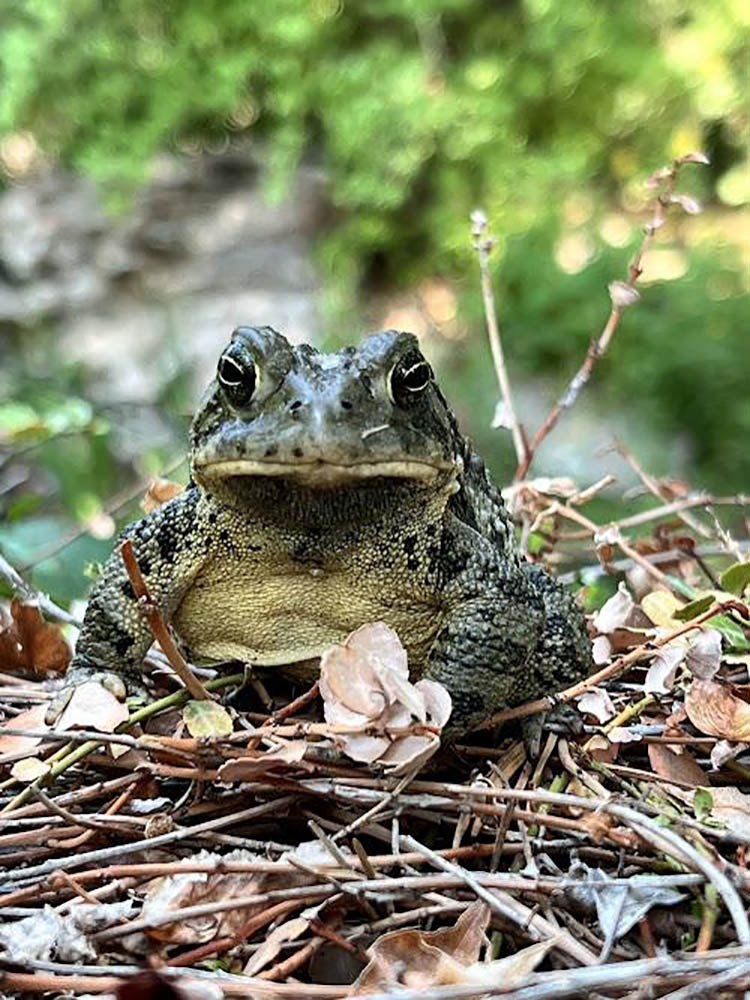 toad