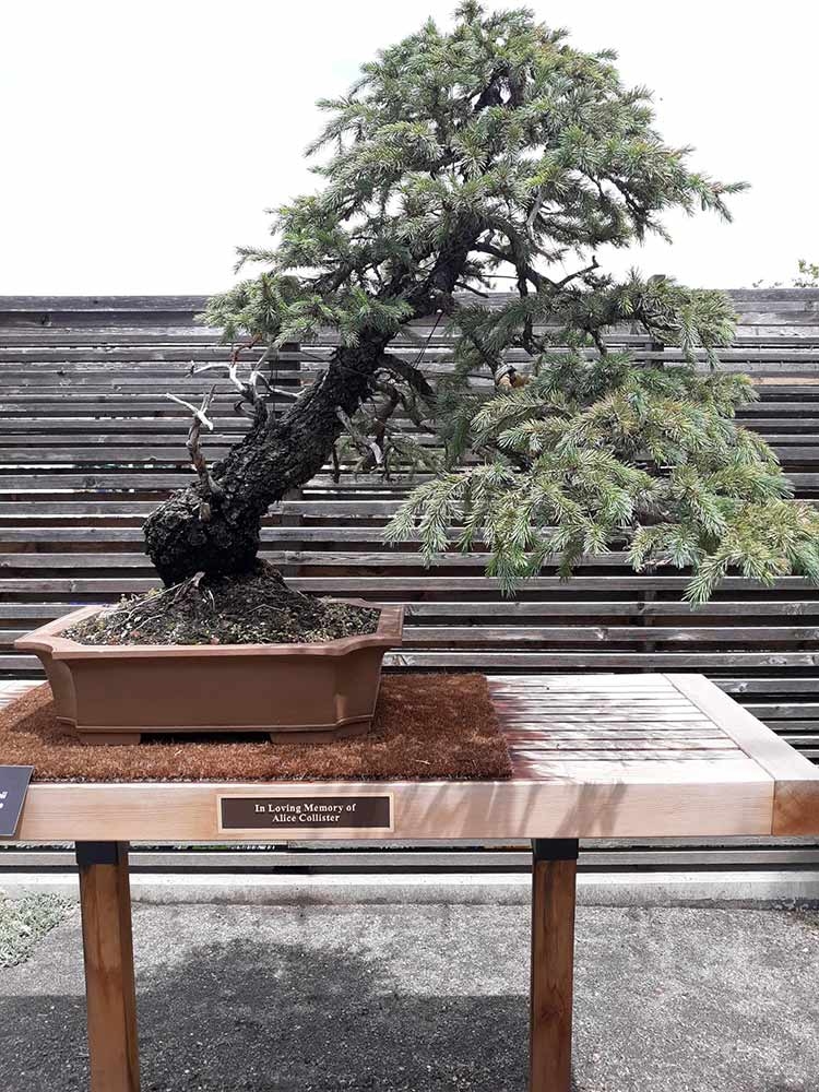 Colorado blue spruce (Picea pungens) 