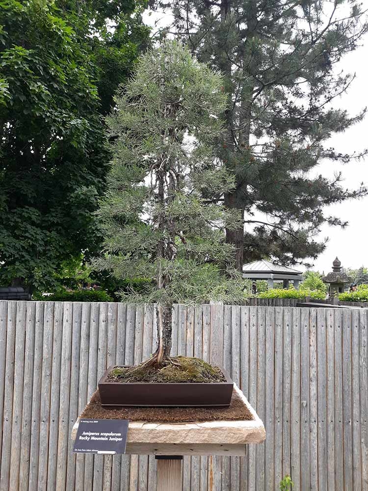 Rocky Mountain juniper