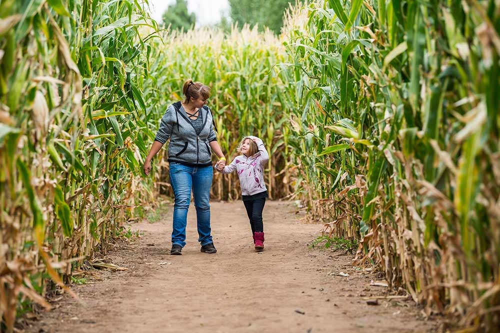 Corn Maze at Chatfield Farms in September