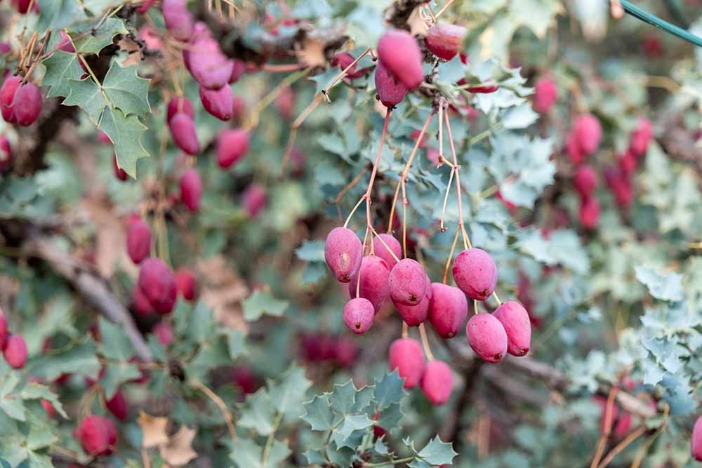 A heavy crop of red fruits amid the evergreen blue-green foliage of Fremont’s mahonia (Berberis fremontii).