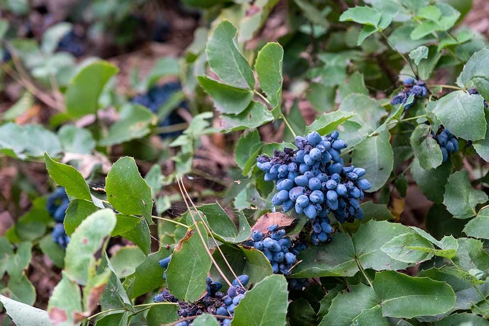 Creeping Oregon grape (Berberis repens) will be abundant with heavy clusters of blue berries and seasonally deep purple to red foliage. 