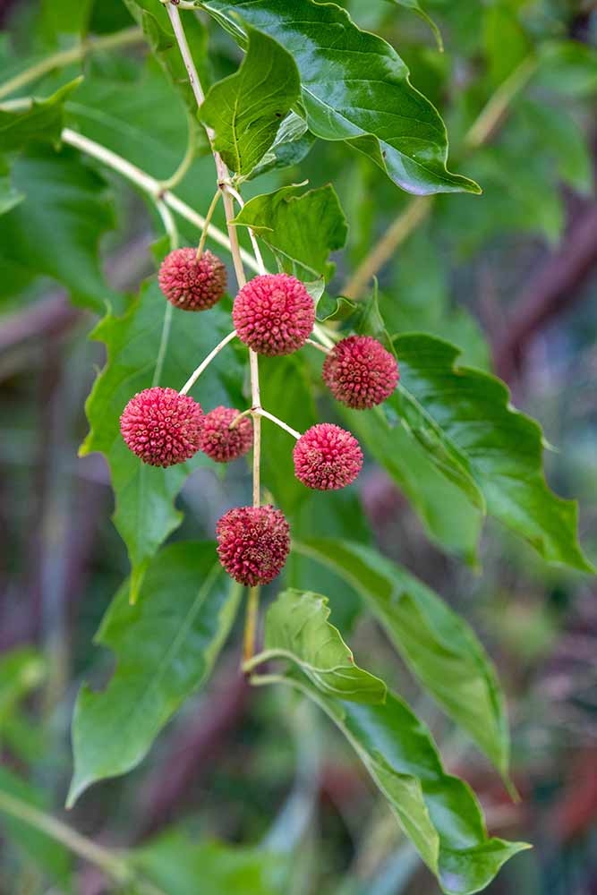 Spherical bright red fruit of buttonbush (Cephalanthus occidentalis) 