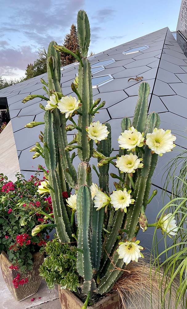 Cereus peruvianus in bloom