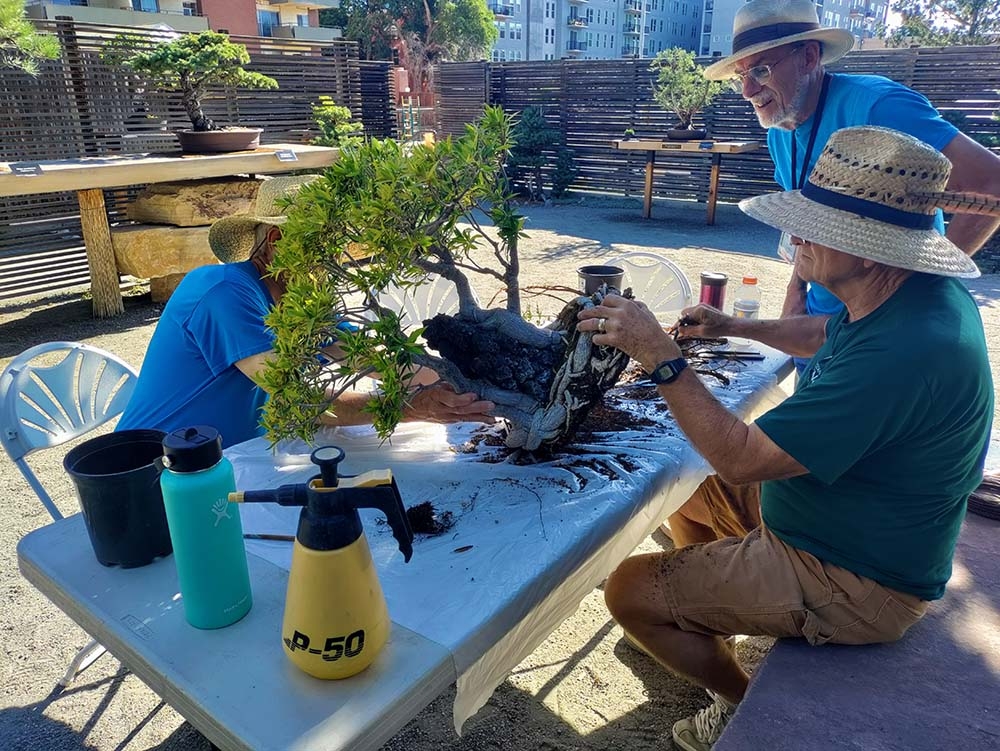 Rocky Mountain Bonsai Society repotting a ficus