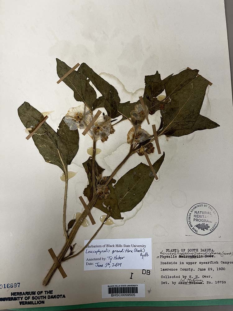 1930 specimen from South Dakota