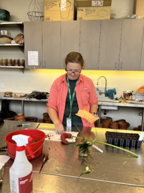 Collecting seeds from an anthurium fruit.