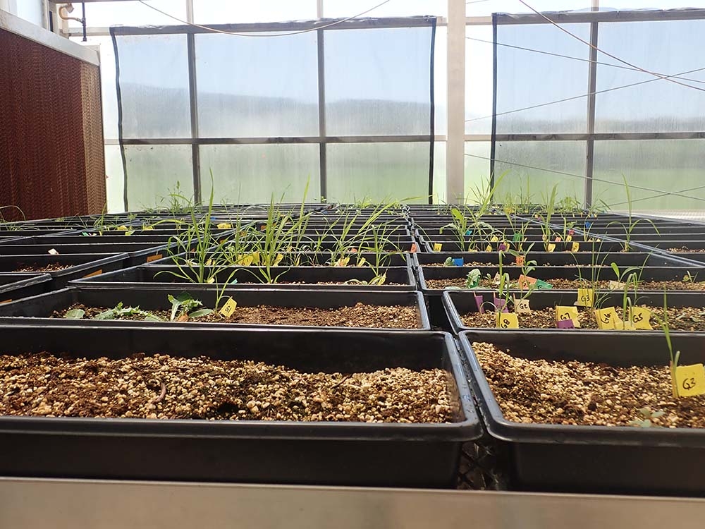 Trays with soil samples