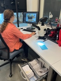 Working on herbarium computer