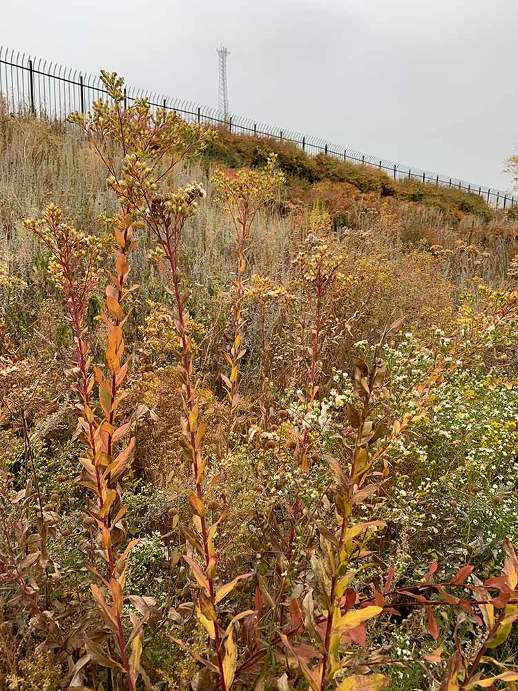 Stalks of perennials, seed heads and blades of grasses left for cover on the east Josephine streetscape