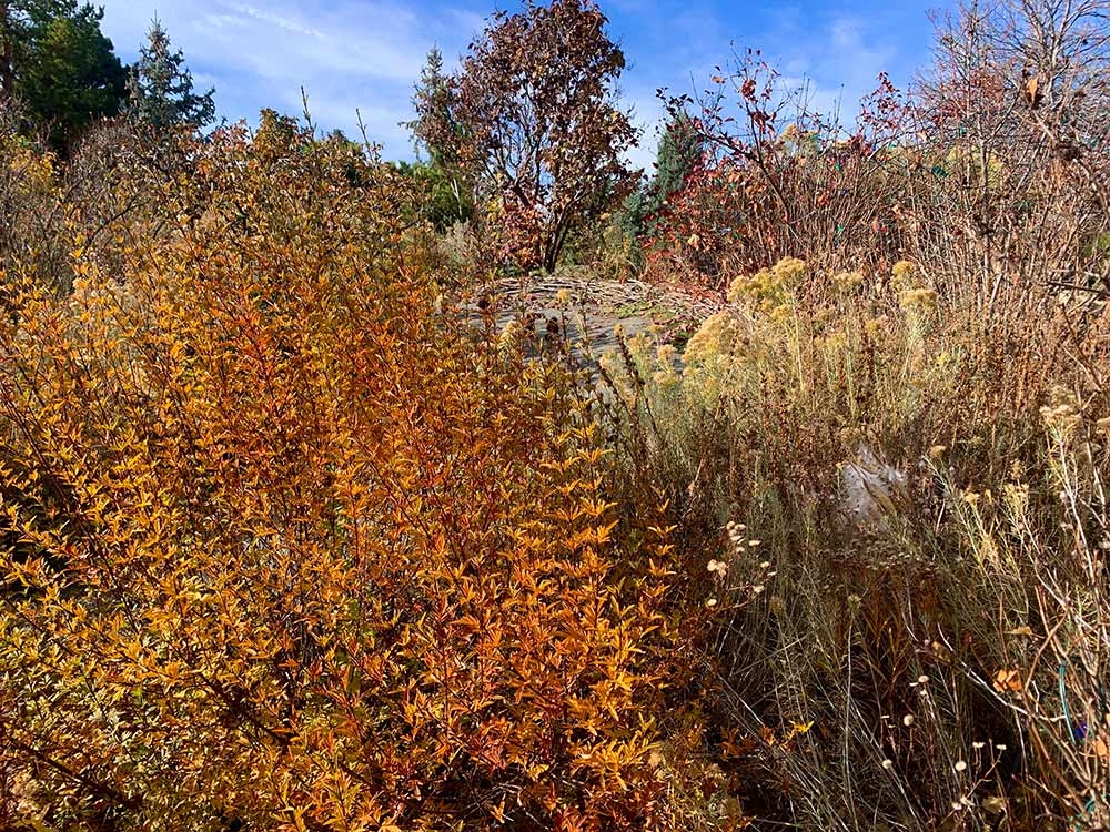 Dense and complicated autumnal layers in the Lilac Garden