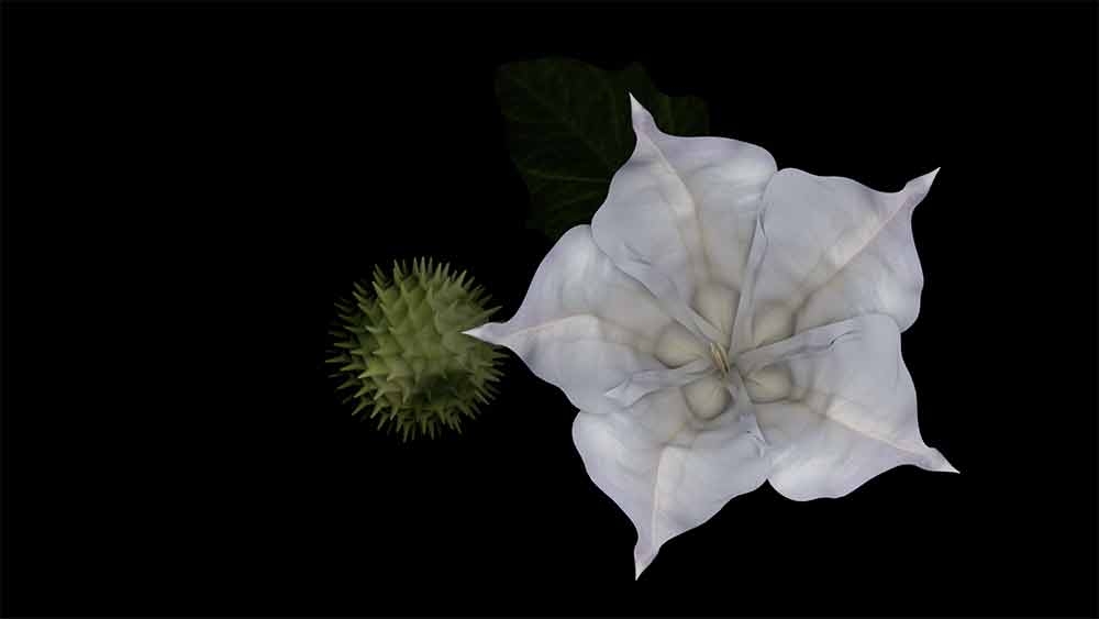 Cherish Marquez, “Falling Seeds,” animation still, 2022. 