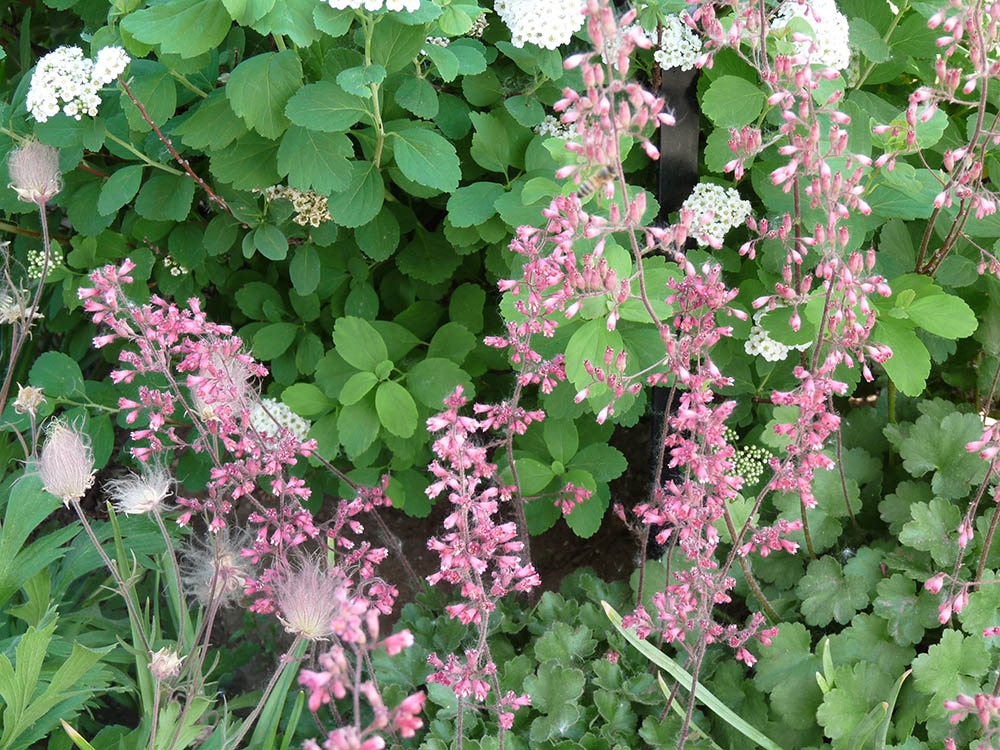 Heuchera pulchella