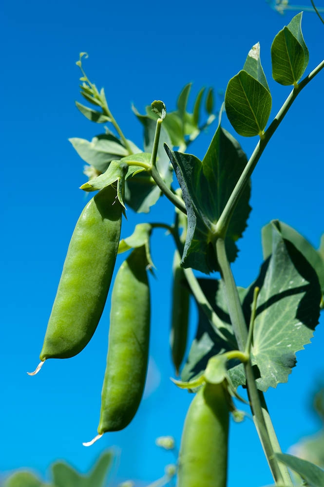 peas
