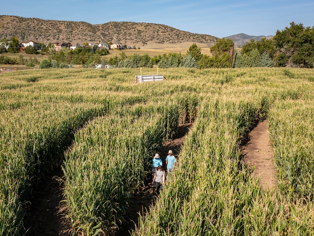 Corn Maze at Chatfield Farms in September