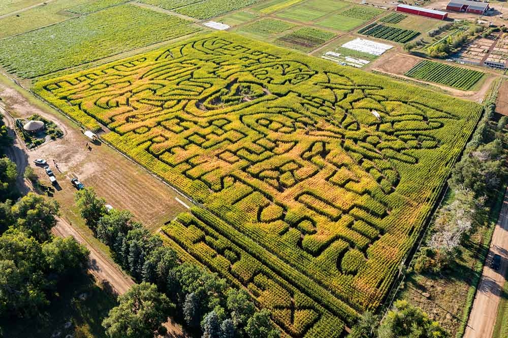 Corn Maze at Chatfield Farms in September 2022