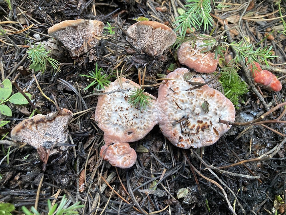 A curious species of Hydnellum