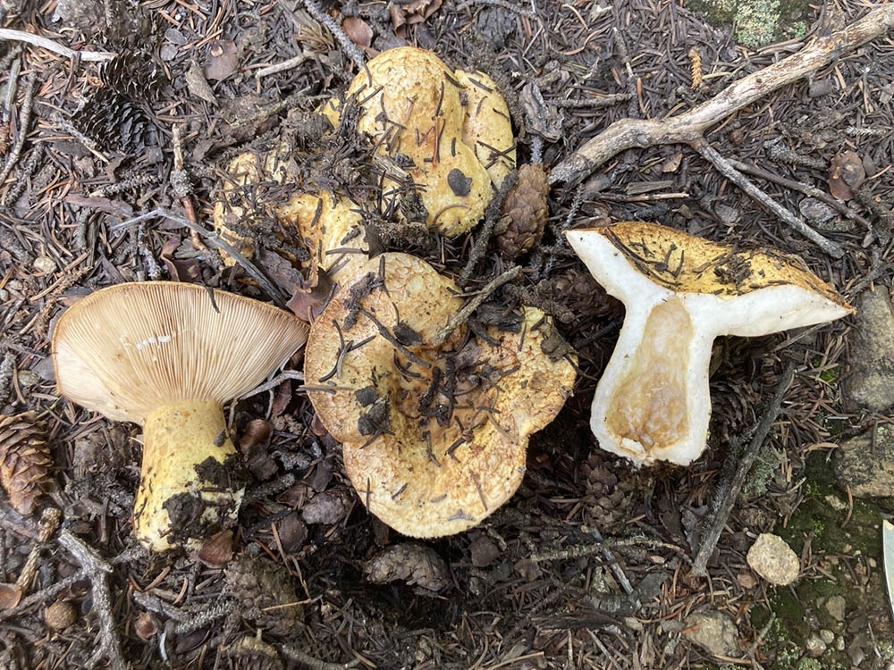 Lactarius scrobiculatus (Russulaceae)