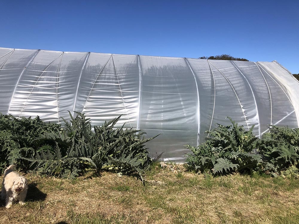 artichokes growing around high tunnel