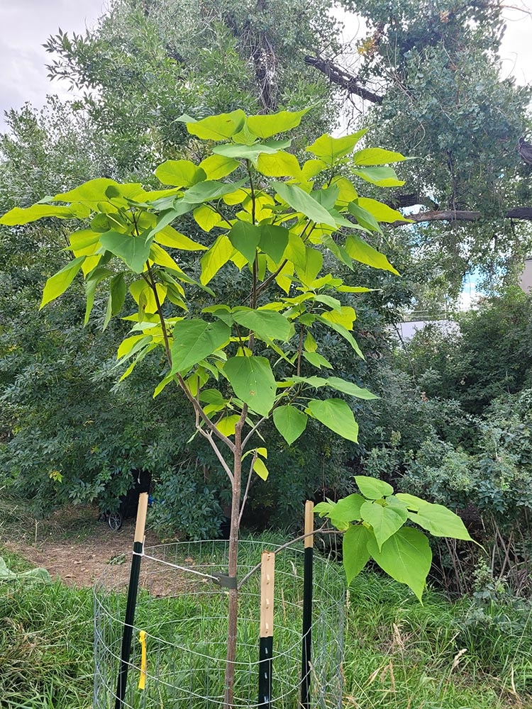 catalpa planting