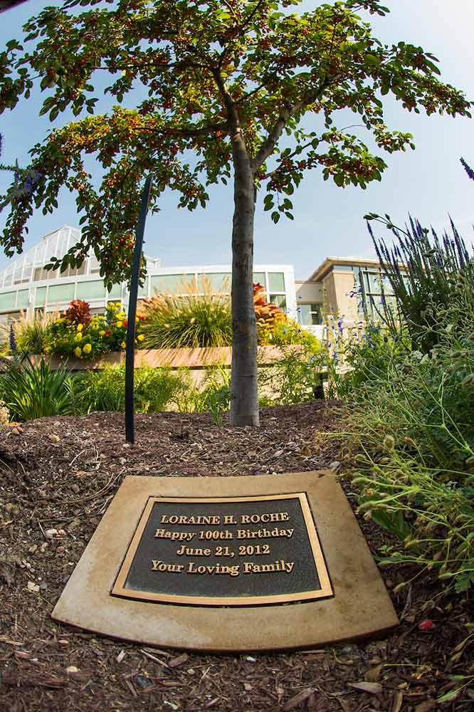 Established tree dedication