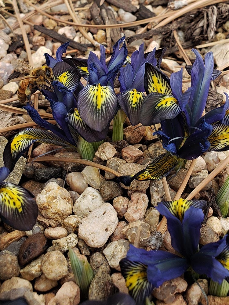 Deep purple Iris reticulata