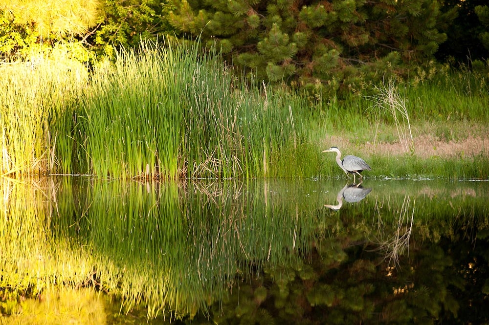 wetland with crane