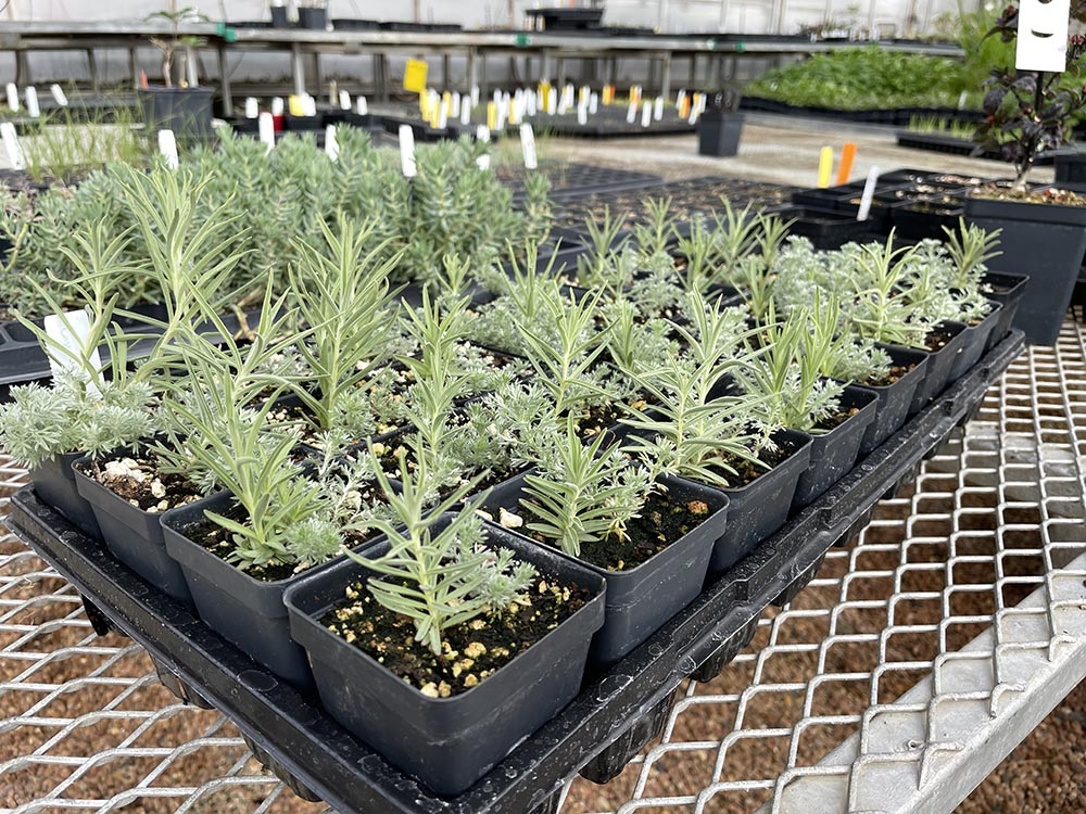 A tray of Castilleja integra