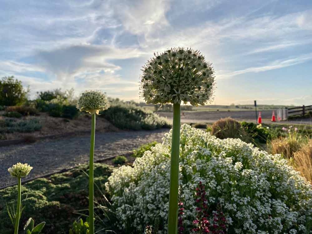 Allium ‘White Giant’, Ornamental Onion, Plant Select Garden