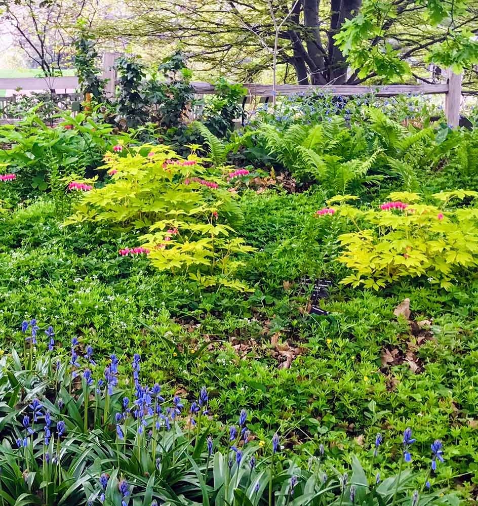 Bleeding Hearts, Spanish Bluebells, Ostrich Ferns