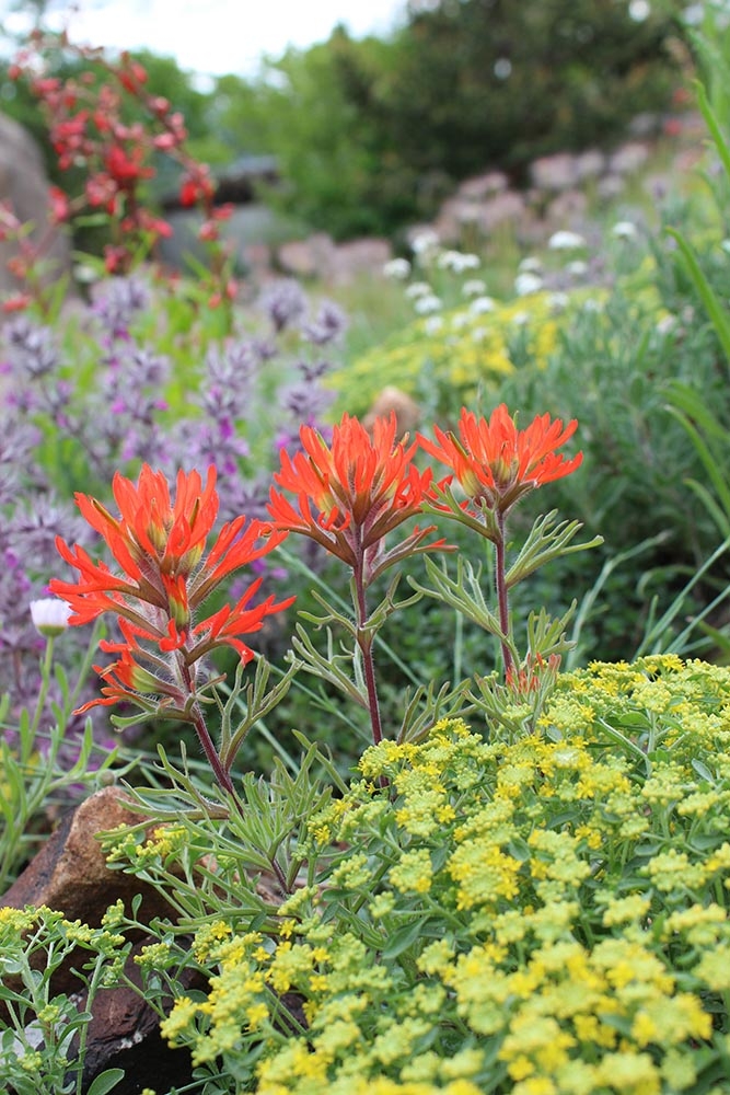 Castilleja integra in Mordecai Children’s Garden