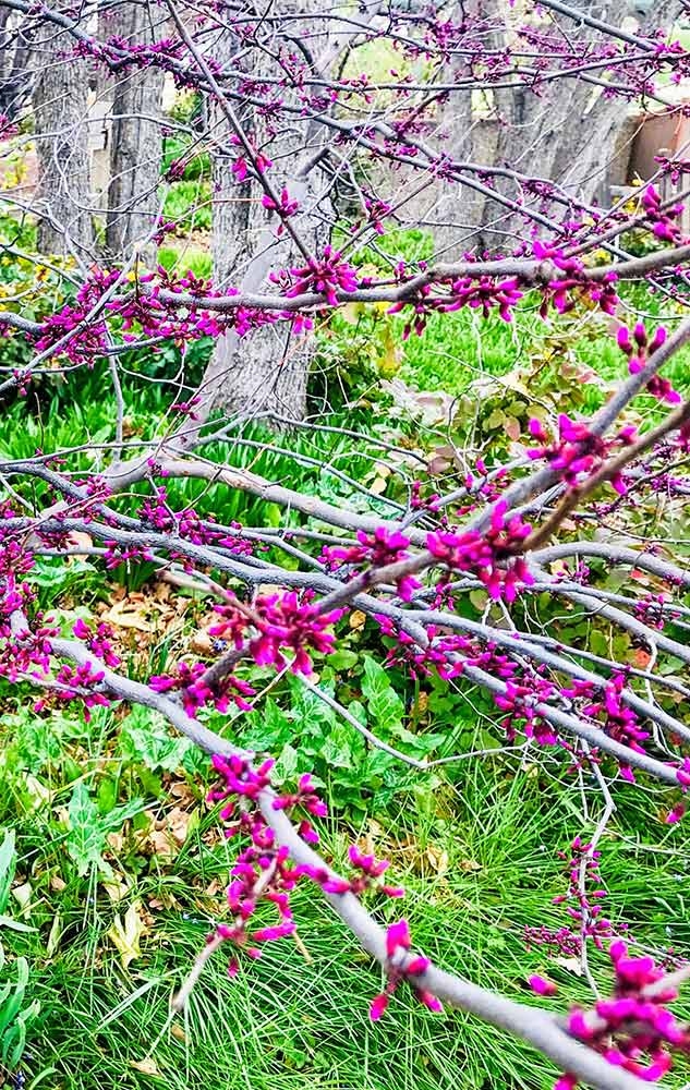Forest Pansy Redbud (Cercis canadensis 'Forest Pansy')