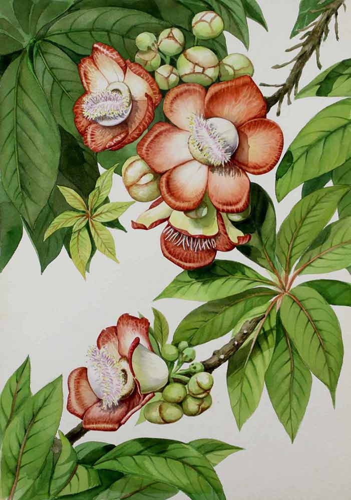 Manabu C. Saito, "Couroupita guianensis," watercolor, 1969. 